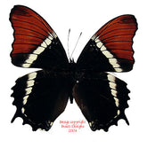 Siproeta epaphus (Peru)